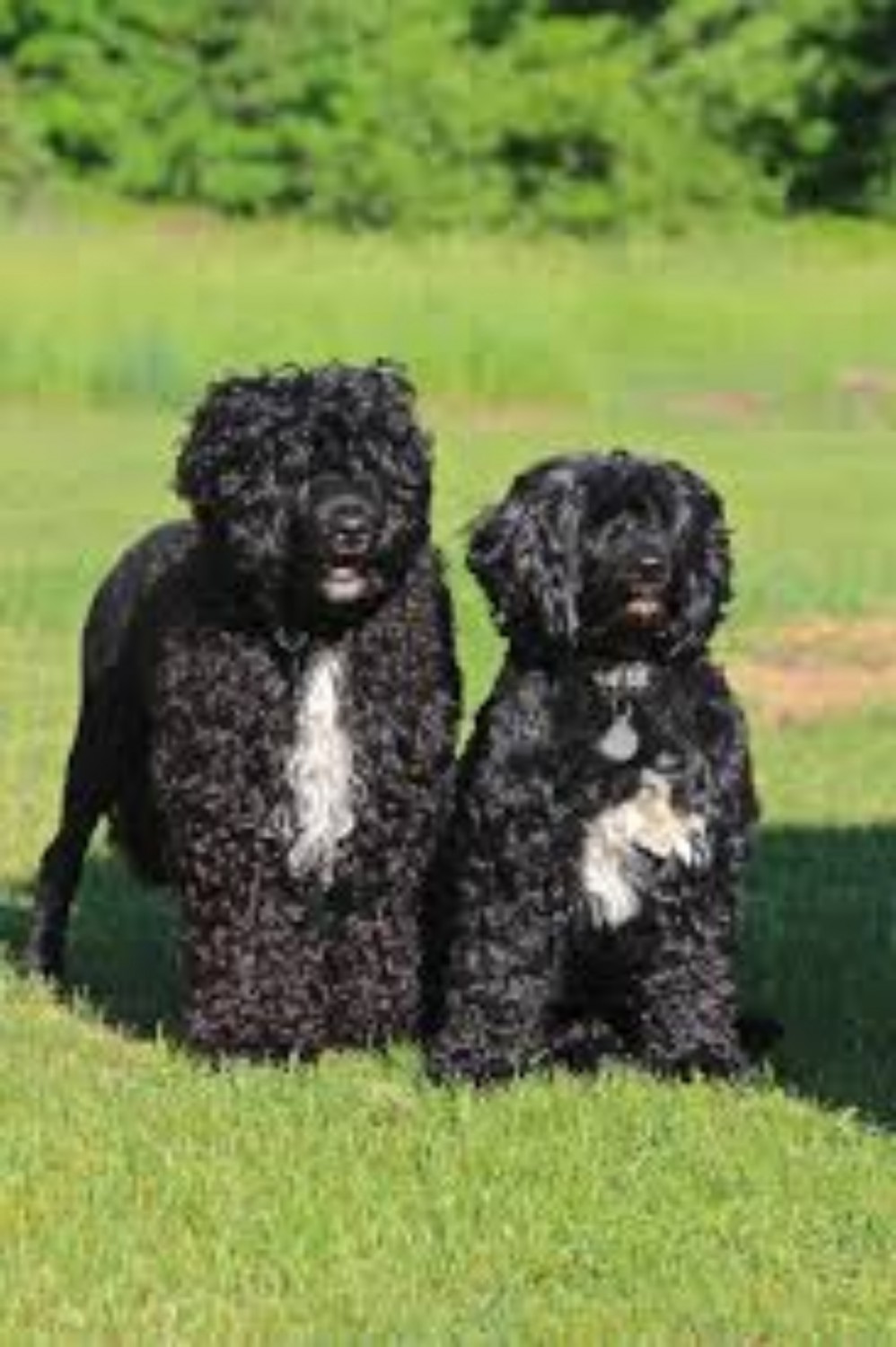 Portuguese Water Dog Dog Breed Information Images Characteristics Health