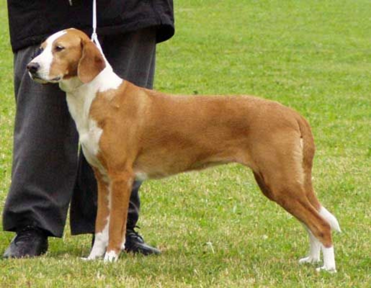 Posavac Hound Dog Breed Information Images Characteristics Health