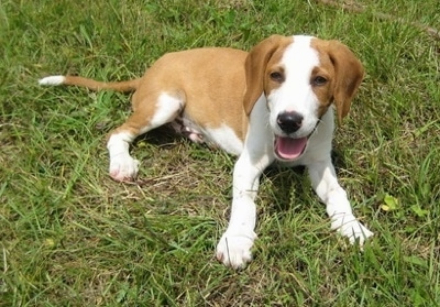 Posavac Hound Dog Breed Information Images Characteristics Health