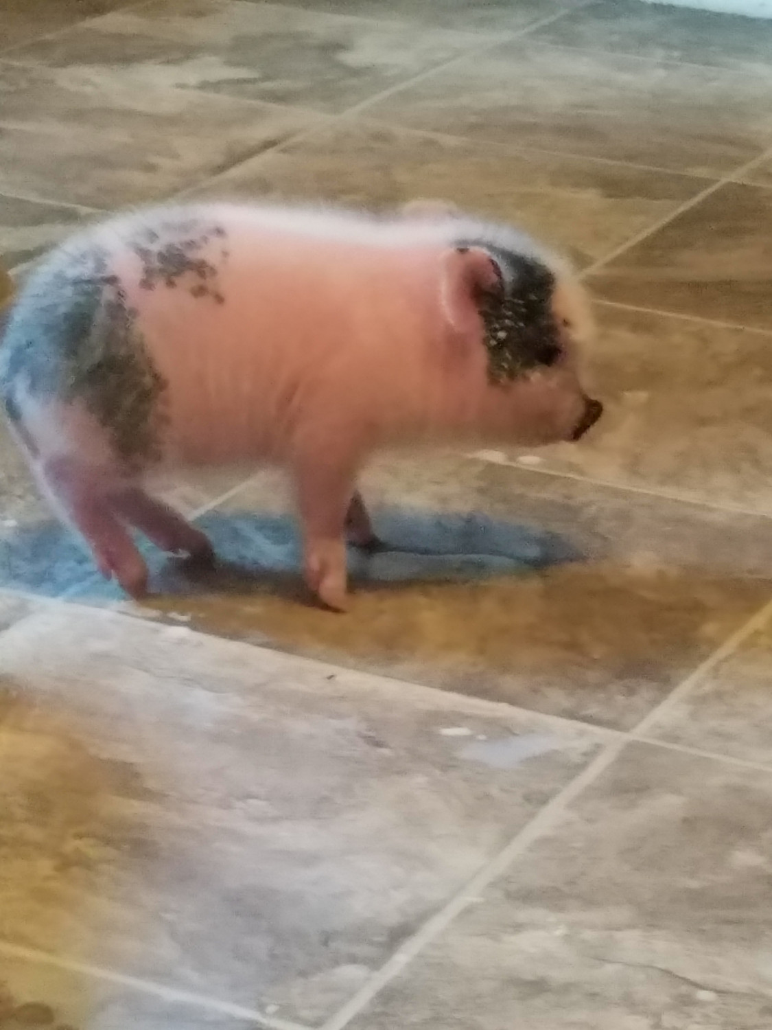 "Pot Belly Pig" Animals For Sale New Salisbury, IN 236750