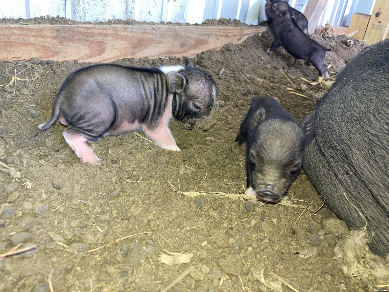 Pot Belly Pig Animals For Sale Dorris Drive, TX 333940