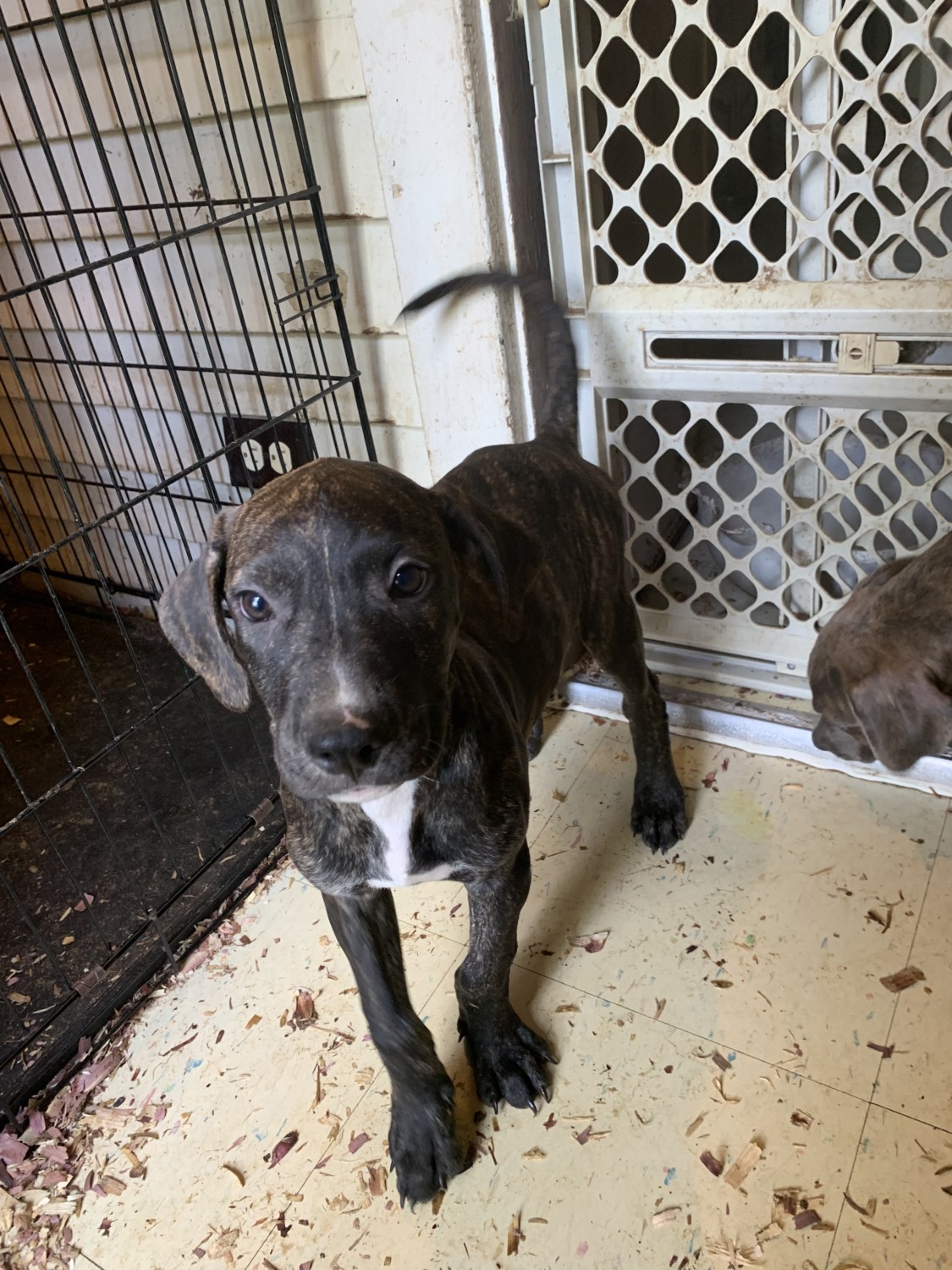 Presa Canario Puppies For Sale Wallace Avenue, Kalamazoo, MI 307077