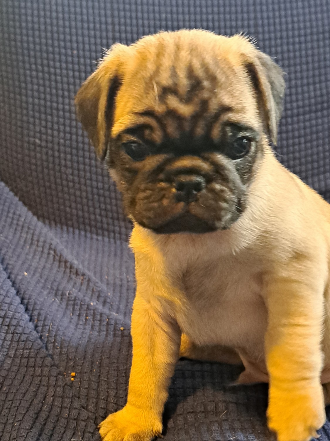 Page 2 Pug For Sale in United States (190) Petzlover