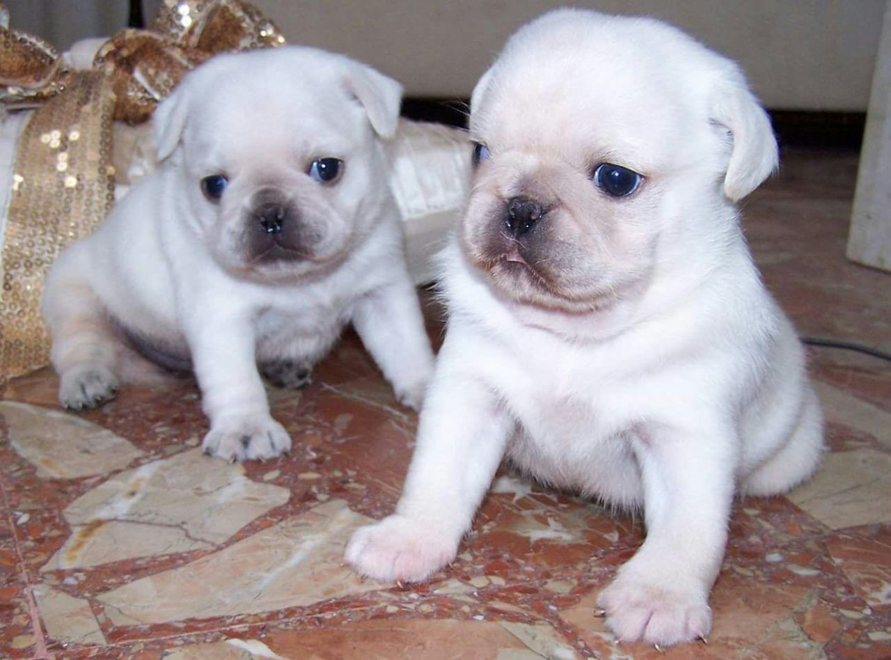 Pug Puppies For Sale Oklahoma City, OK 184857 Petzlover