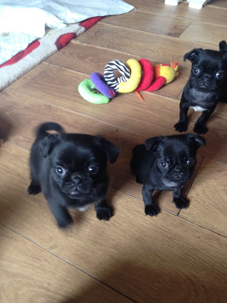 Pug Puppies For Sale Honolulu, HI 218501 Petzlover