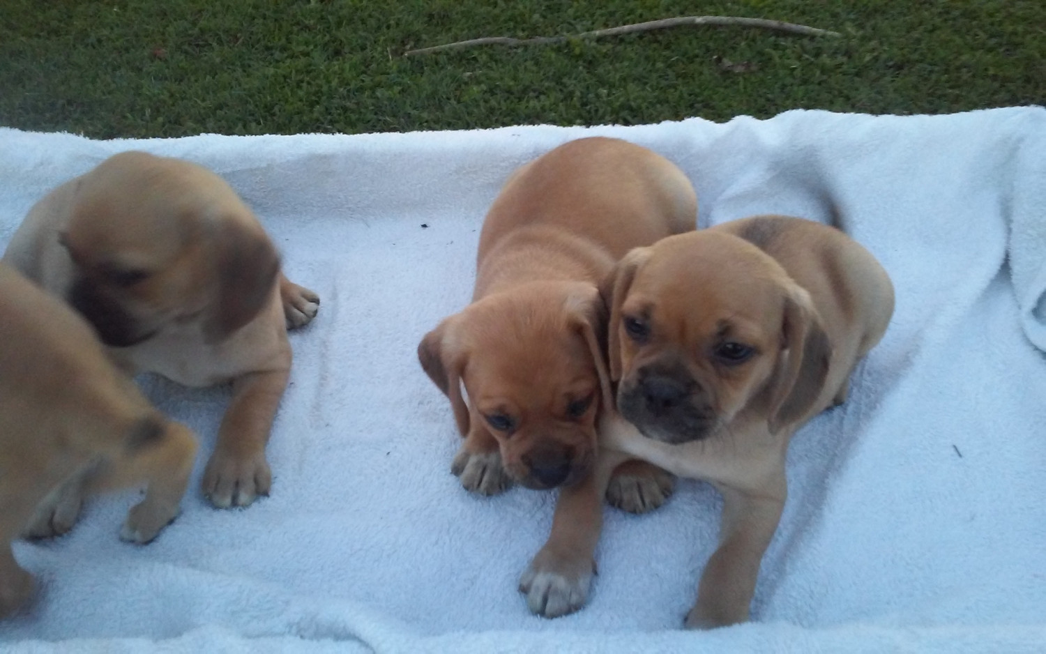 Pug Puppies For Sale Liberty, KY 230328 Petzlover