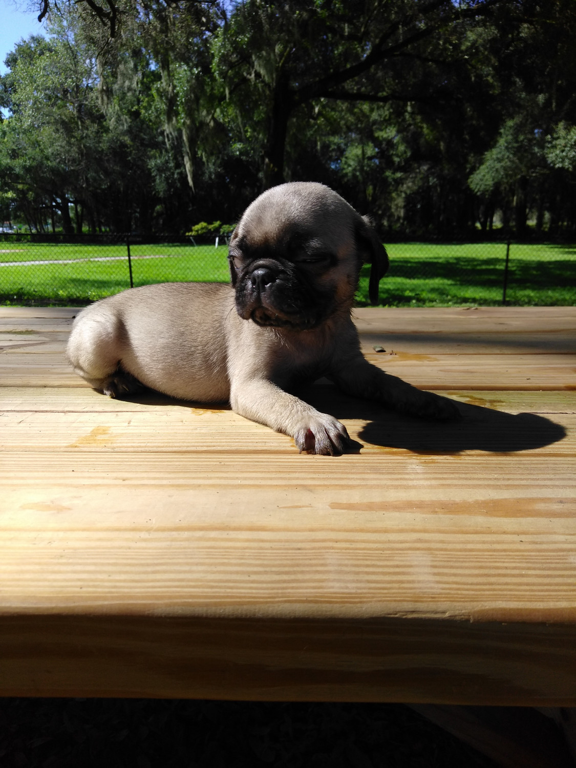Pug Puppies For Sale Tampa, FL 237323 Petzlover