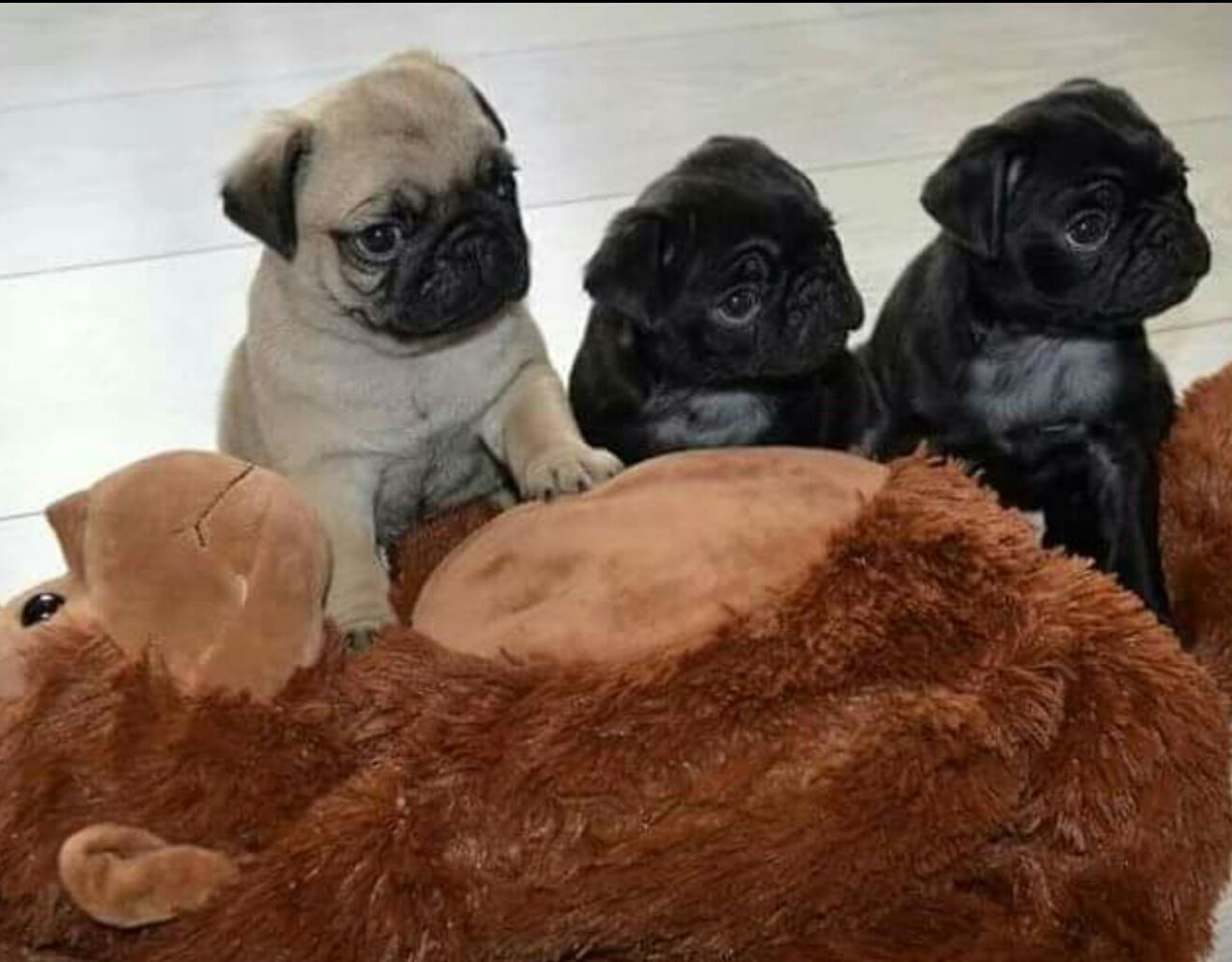 Pug Puppies For Sale Brooklyn, NY 241522 Petzlover