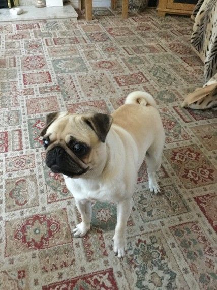 Funny Pug Puppies For Sale In Iowa