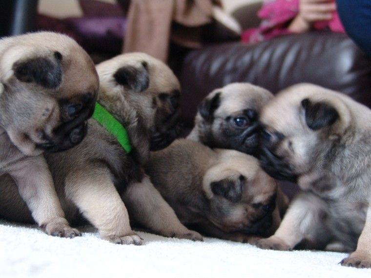 Pug Puppies For Sale Chicago Avenue, IL 264815