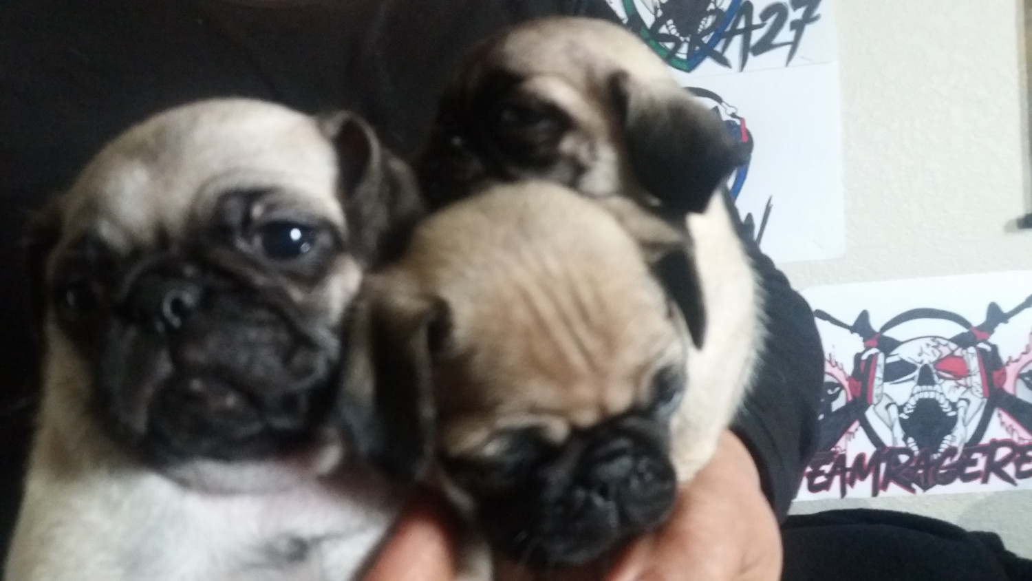 Pug Puppies For Sale San Antonio, TX 268652 Petzlover