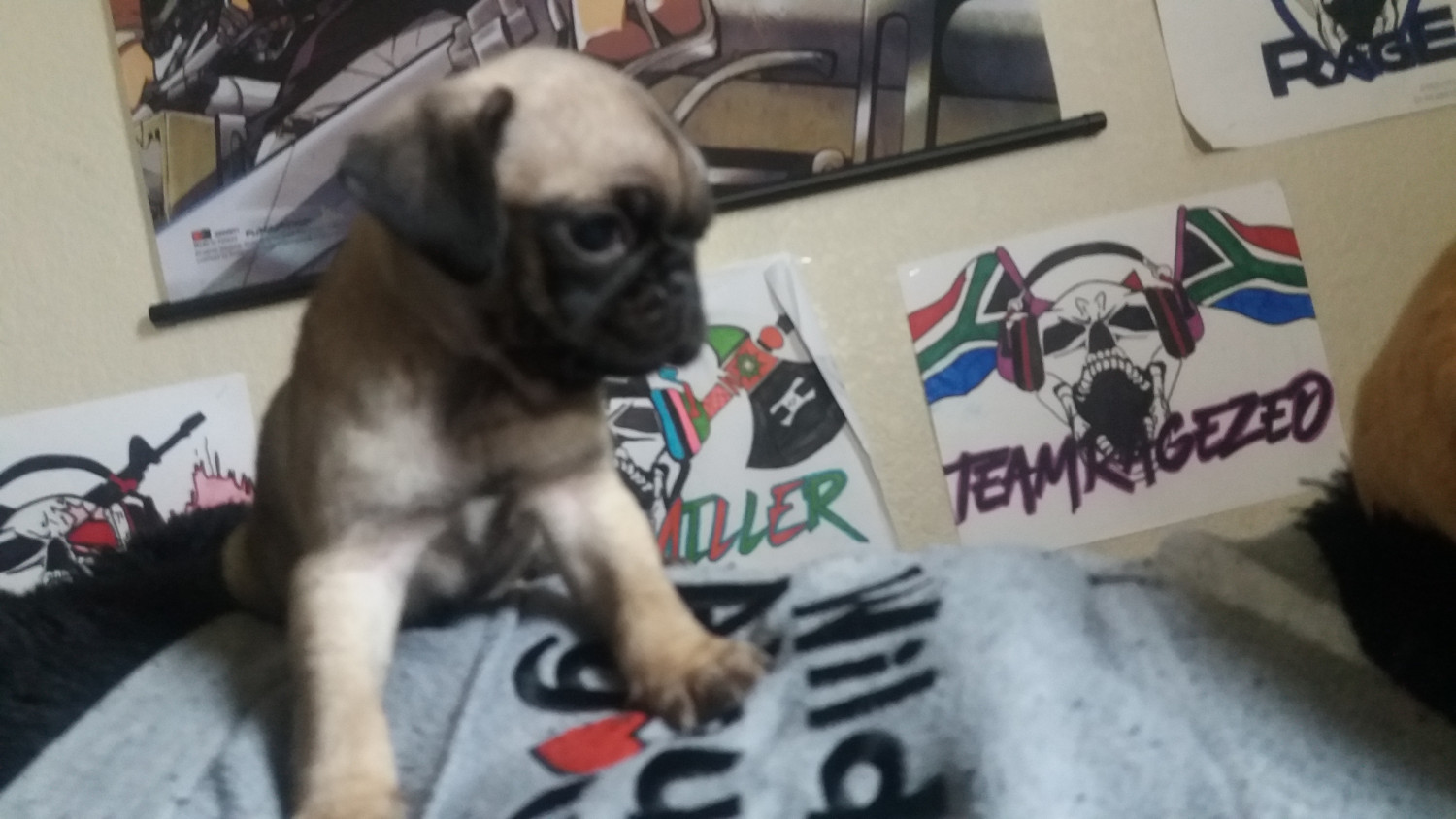 Pug Puppies For Sale San Antonio, TX 268652 Petzlover