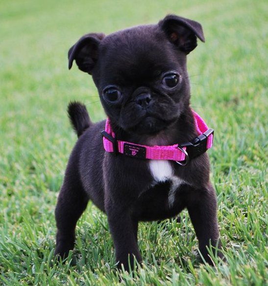 Pug Puppies For Sale Cheyenne, WY 268763 Petzlover