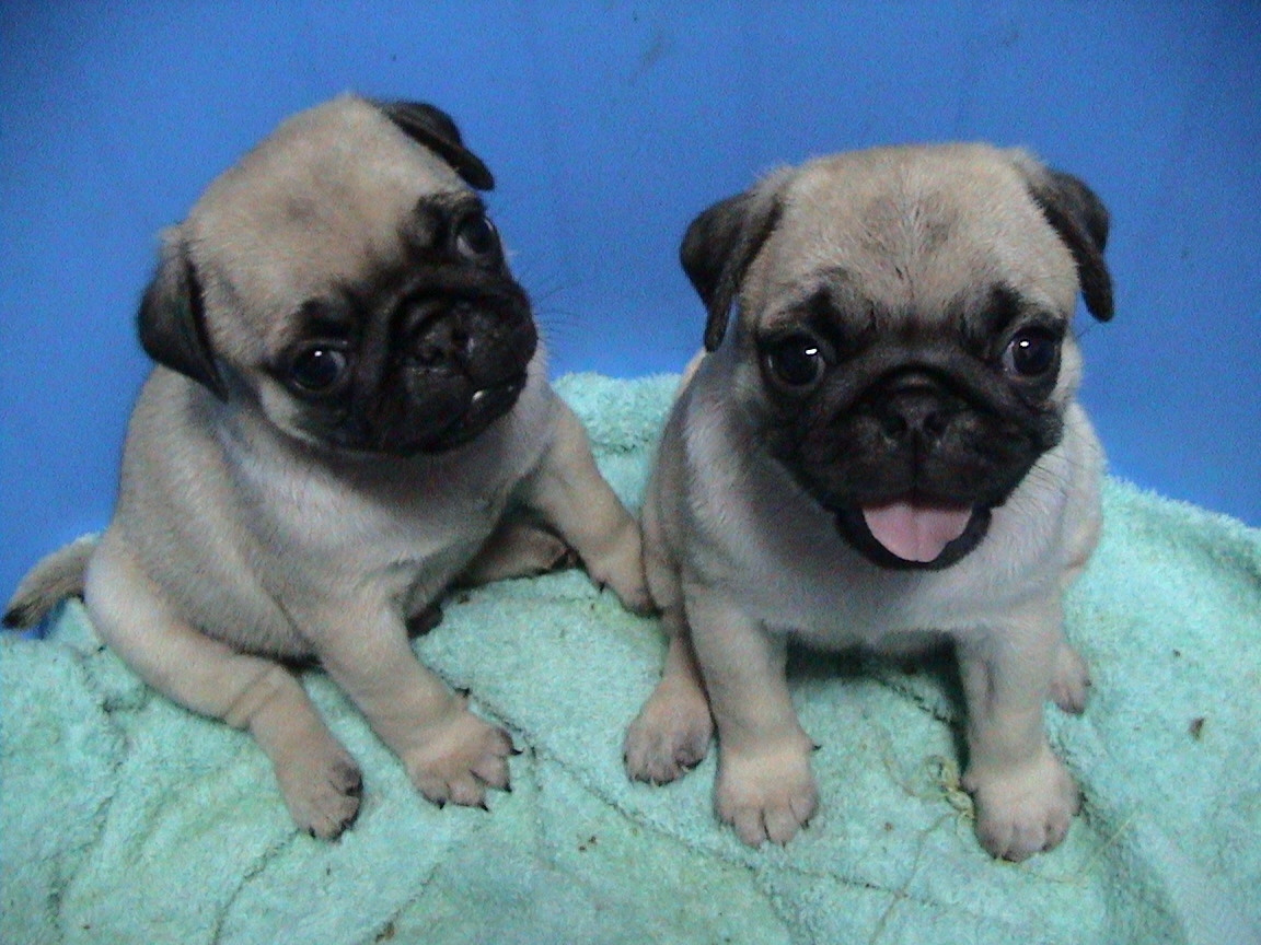 Pug Puppies For Sale | Grand Forks, ND #270184 | Petzlover