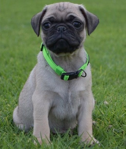 Pug Puppies For Sale | Florida, NY #273295 | Petzlover