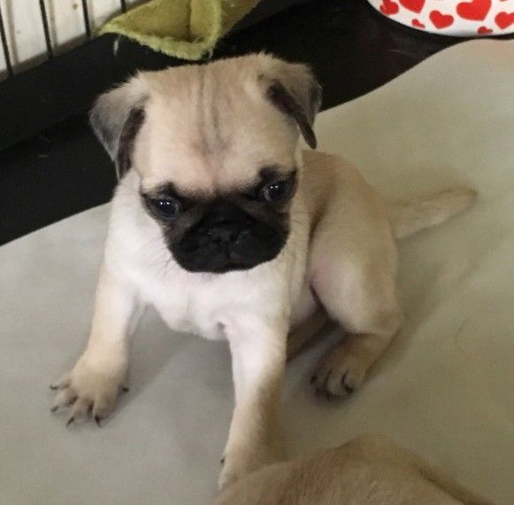 Pug Puppies For Sale Colorado Springs, CO 281377
