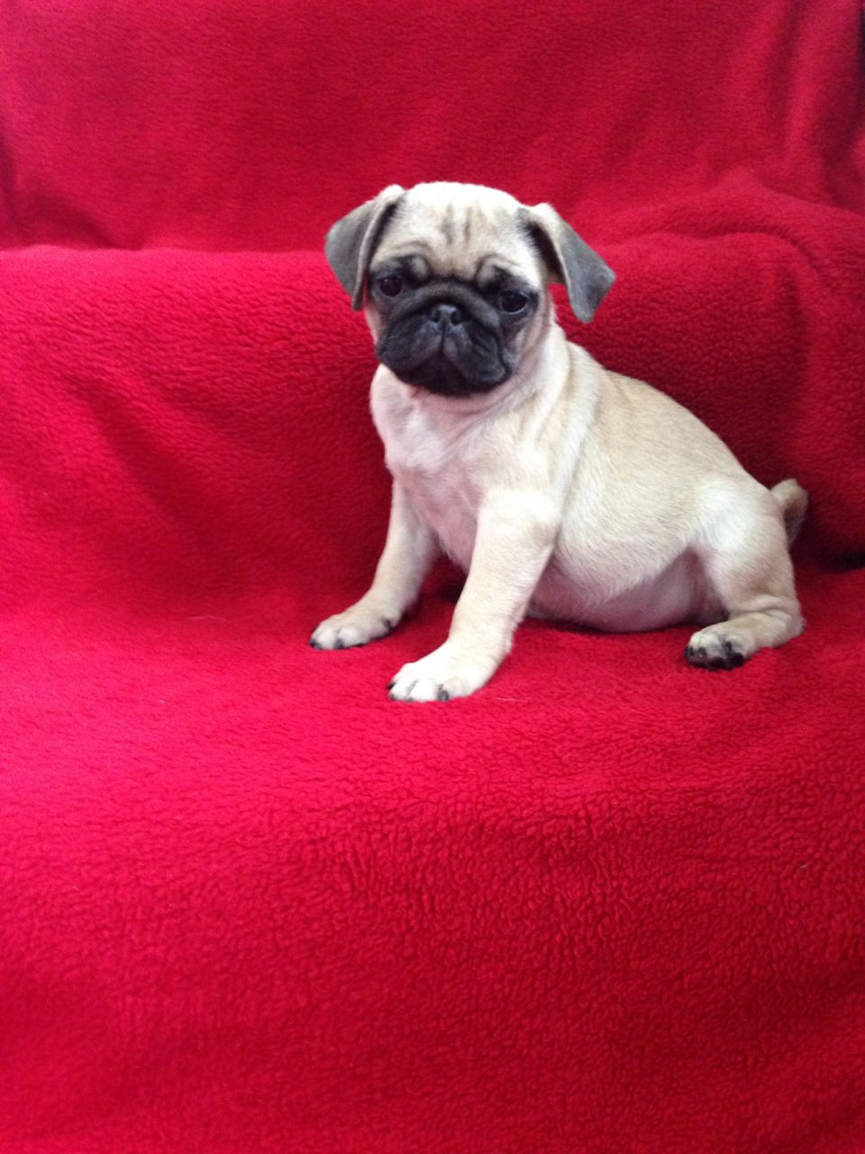 Pug Puppies For Sale | Jersey City, NJ #281615 | Petzlover