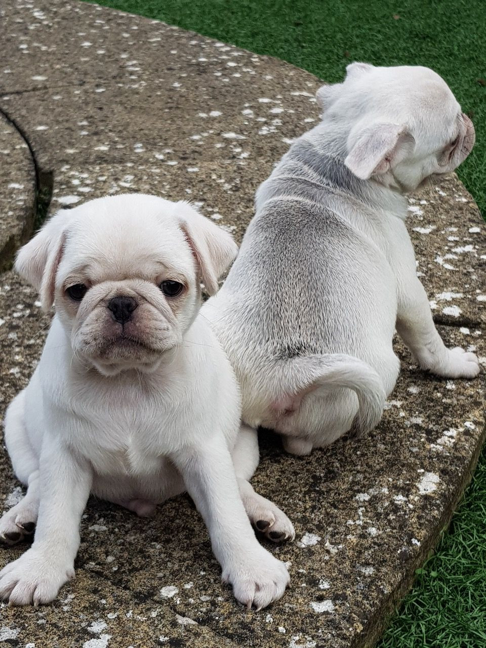 Pug Puppies For Sale California Avenue, NJ 282863