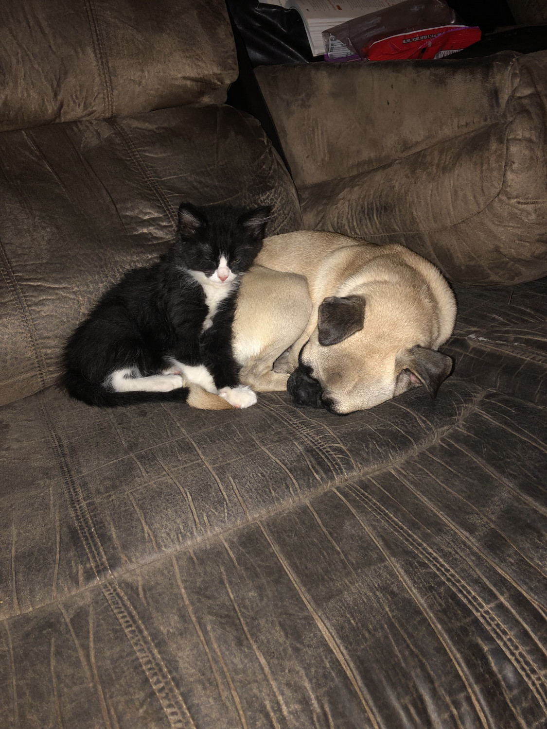 Pug Puppies For Sale San Antonio, TX 300522 Petzlover