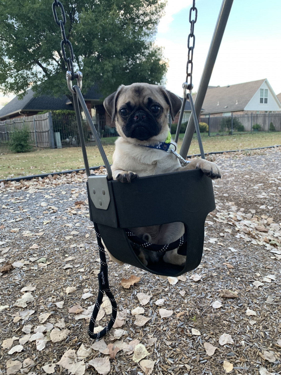 Pug Puppies For Sale Norman, OK 305277 Petzlover
