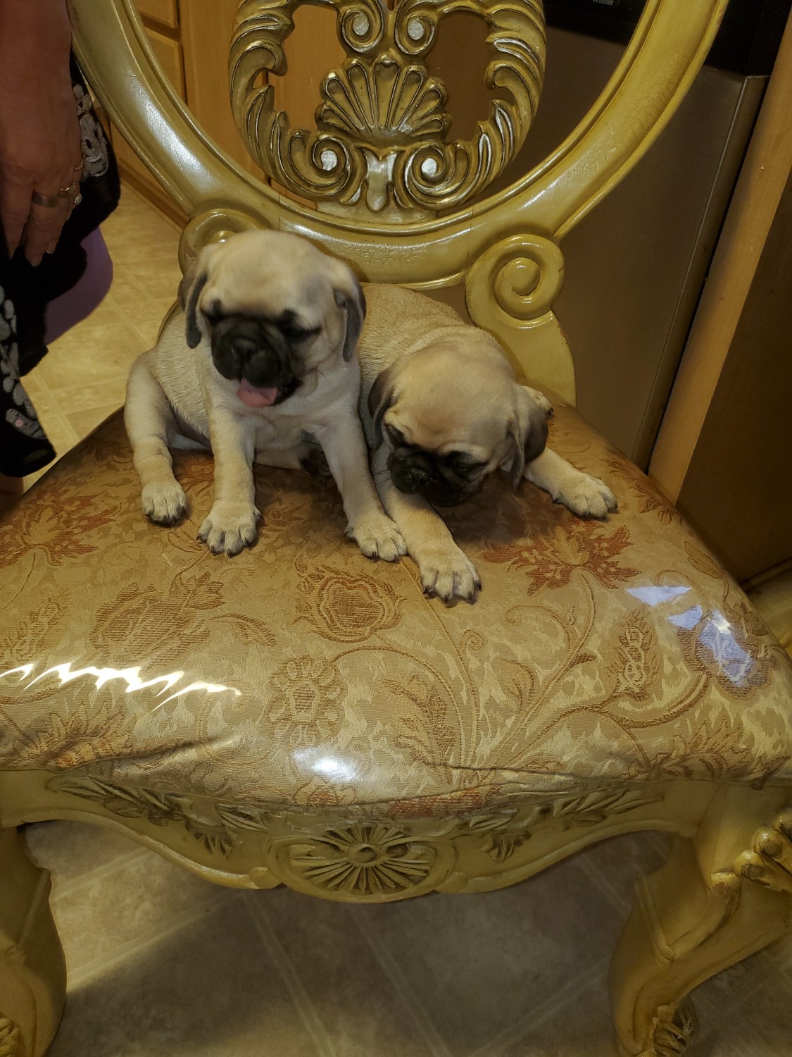 Pug Puppies For Sale Nuevo, CA 310218 Petzlover