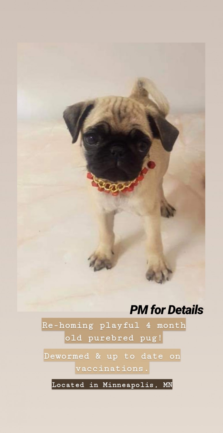 Pug Puppies For Sale Minneapolis, MN 314728 Petzlover