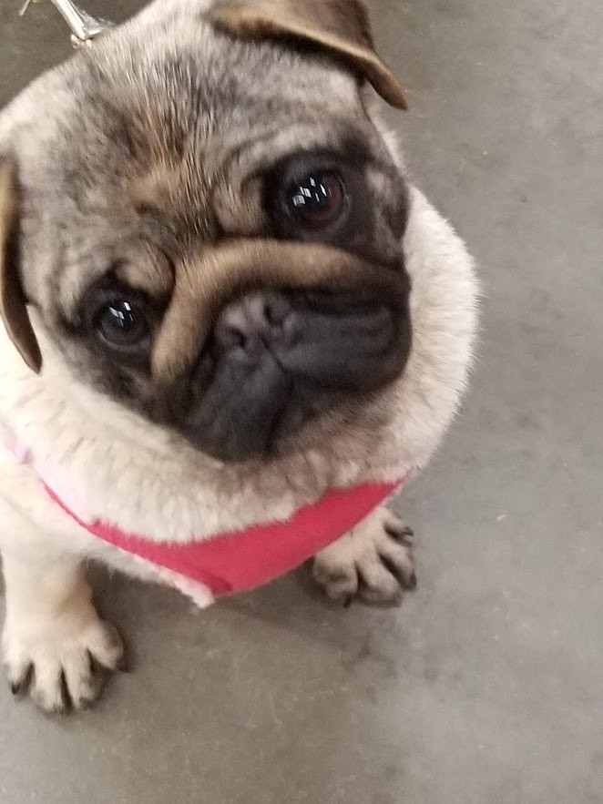 Pug Puppies For Sale Cheyenne, WY 318063 Petzlover