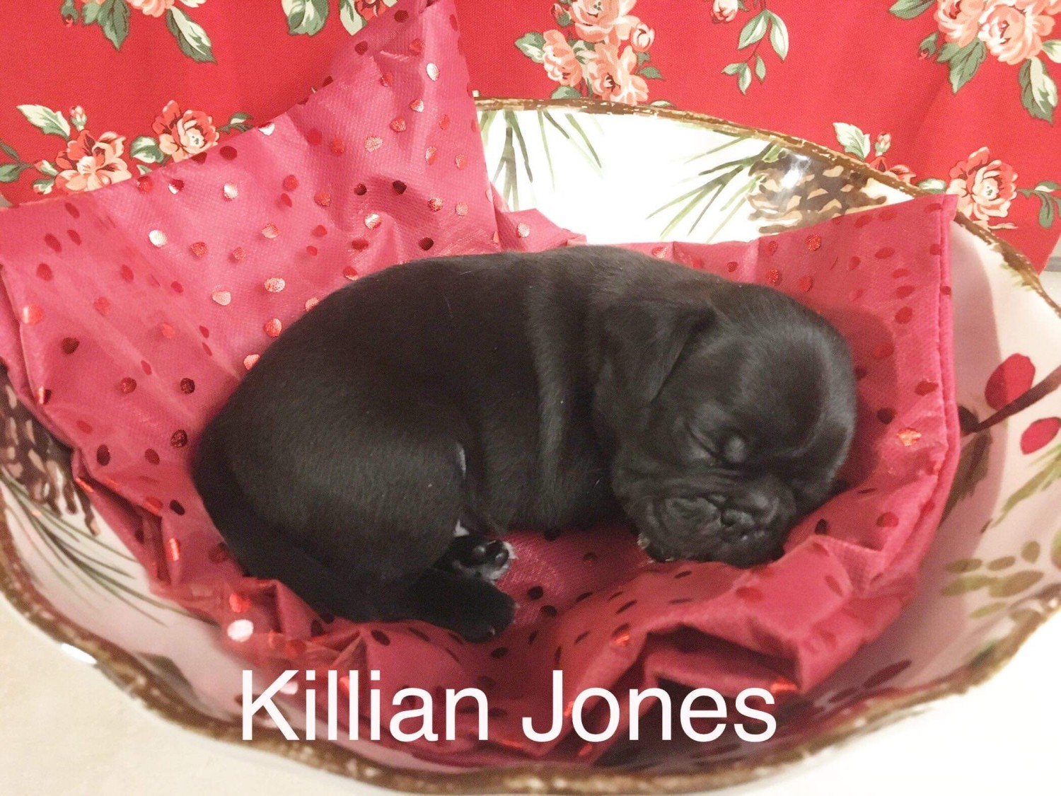 Pug Puppies For Sale Nevada, MO 318789 Petzlover