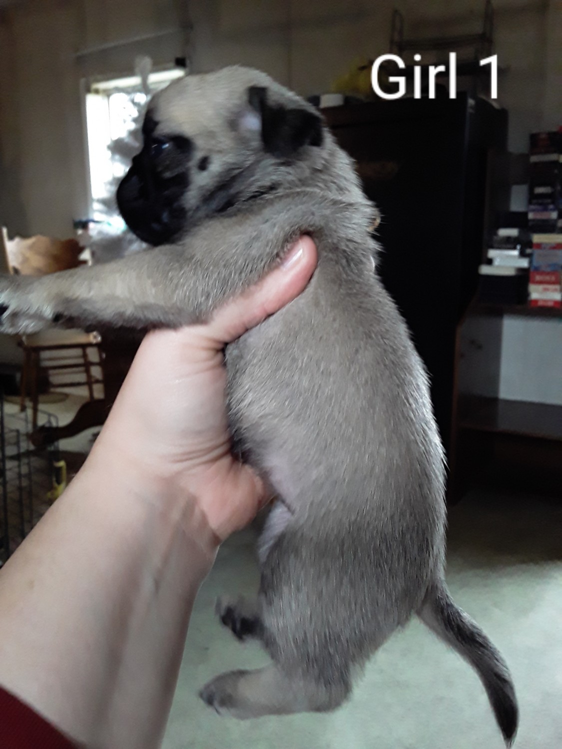 Pug Puppies For Sale Scottsville, KY 319071 Petzlover