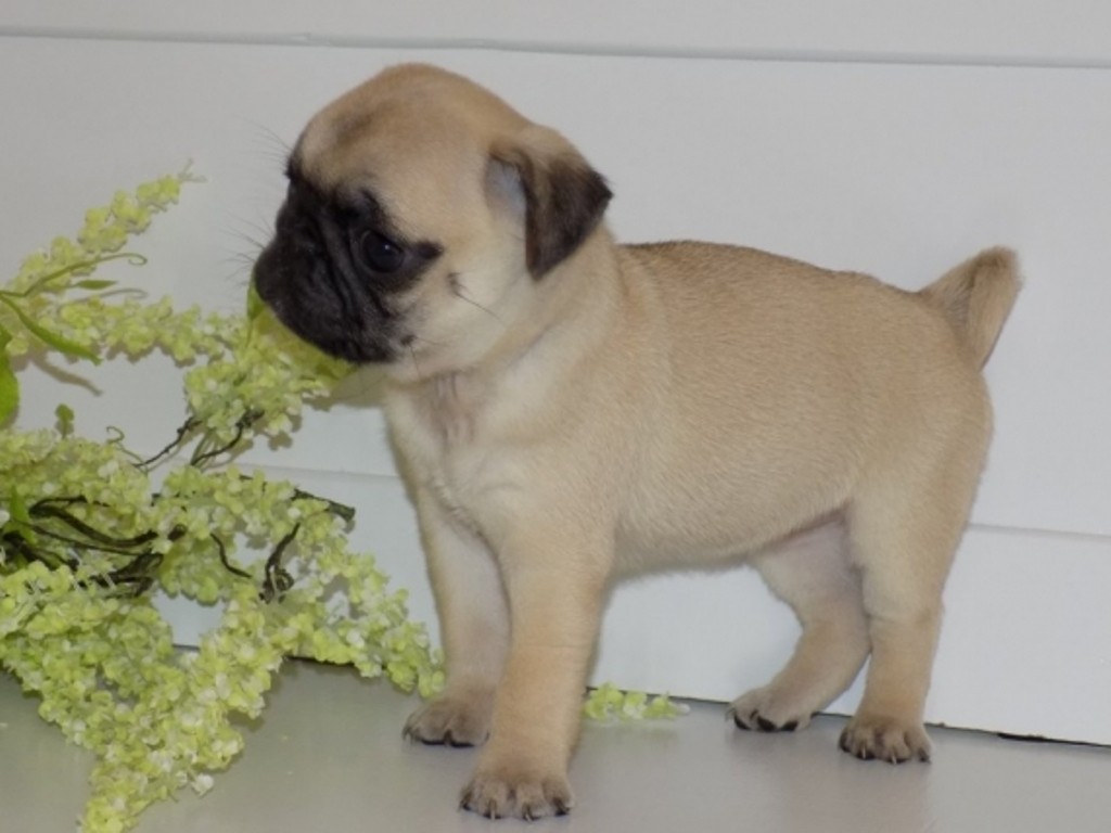 Pug Puppies For Sale | Jersey City, NJ #321079 | Petzlover