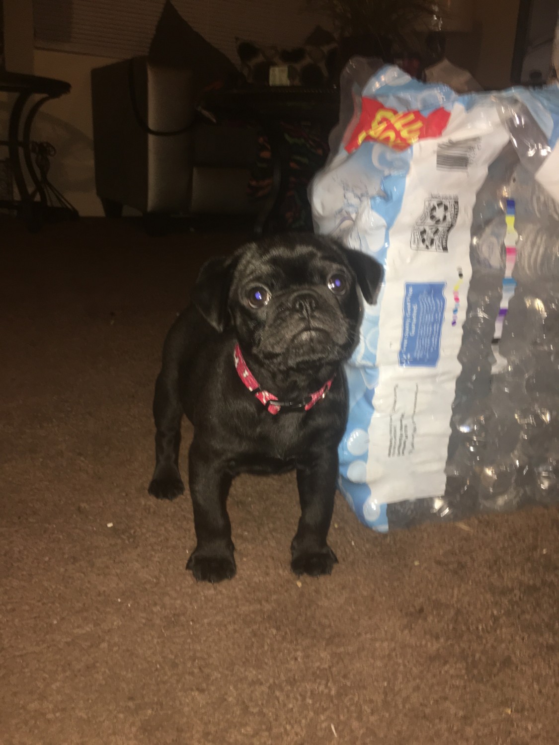 Pug Puppies For Sale Houston Tx 323089 Petzlover