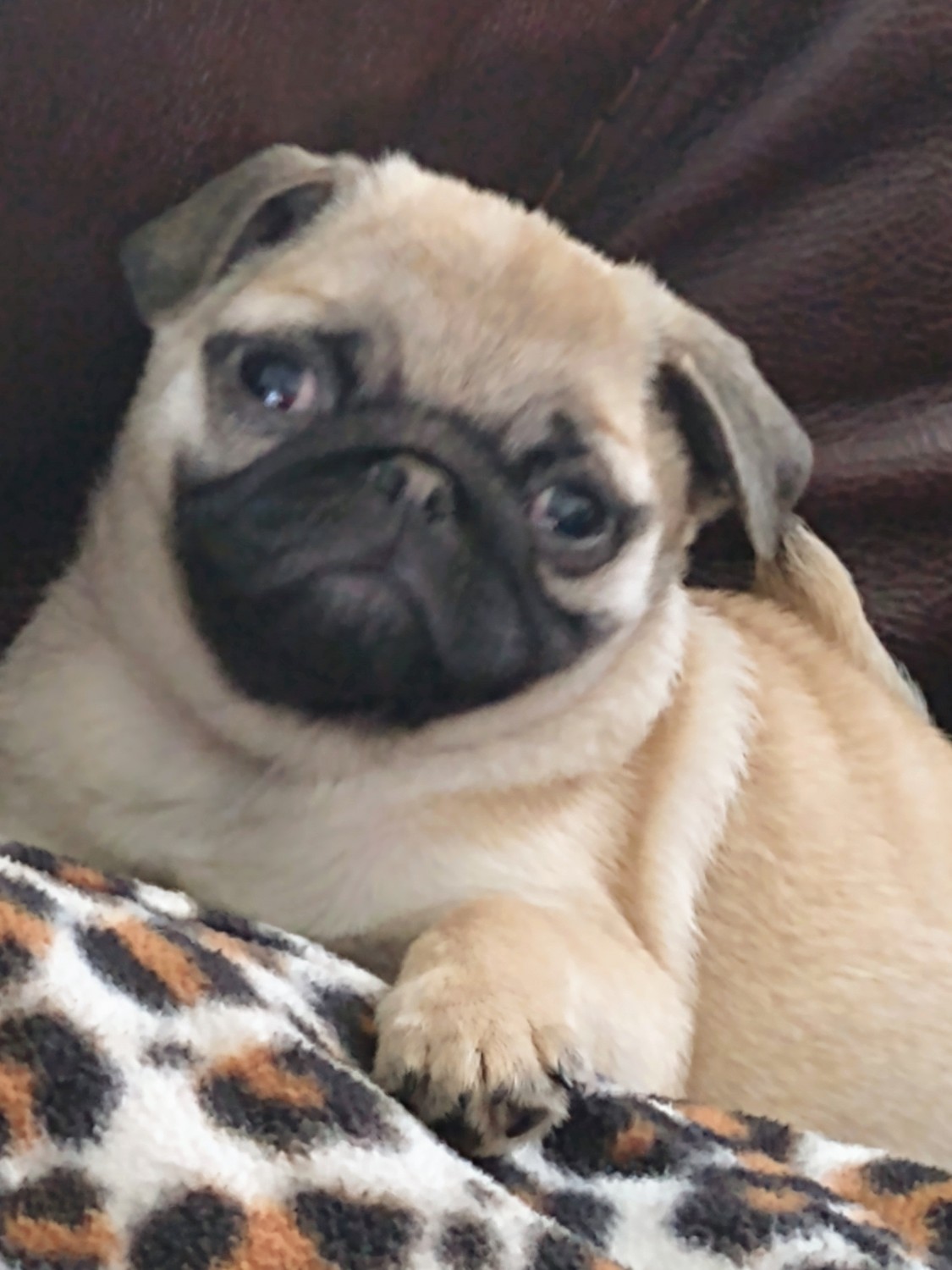 Pug Puppies For Sale Cheyenne, WY 314670 Petzlover