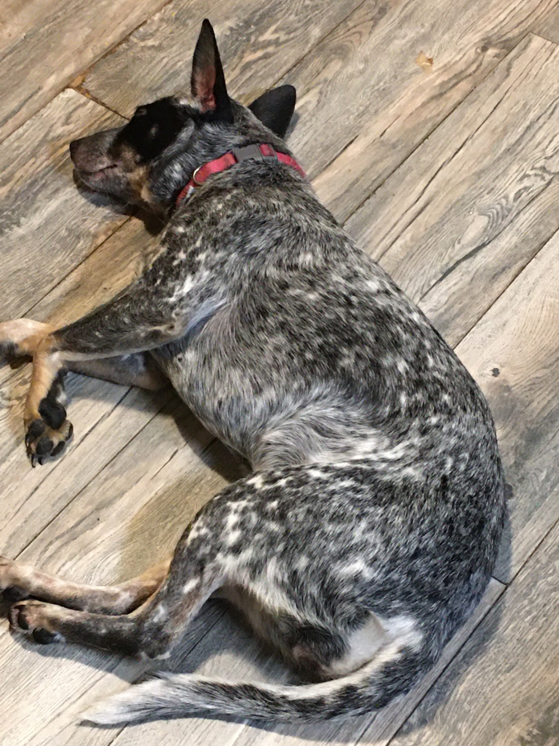 Pug Puppies For Sale Newport, TN 325187 Petzlover