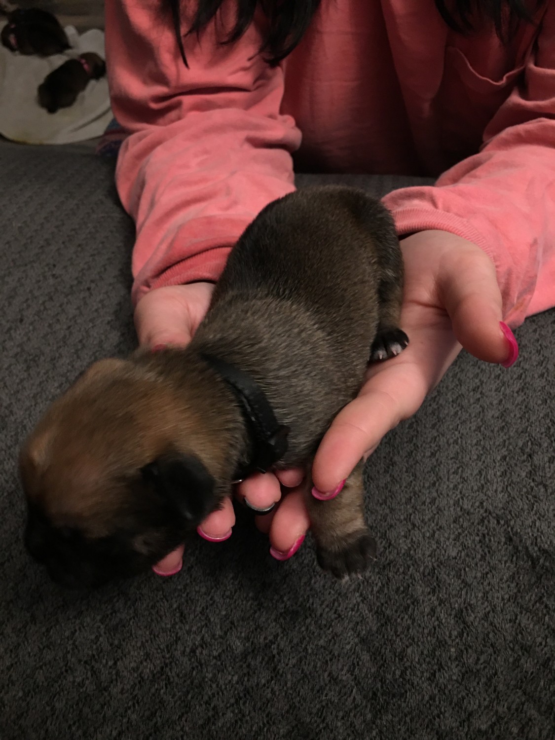 Pug Puppies For Sale Newport, TN 325187 Petzlover