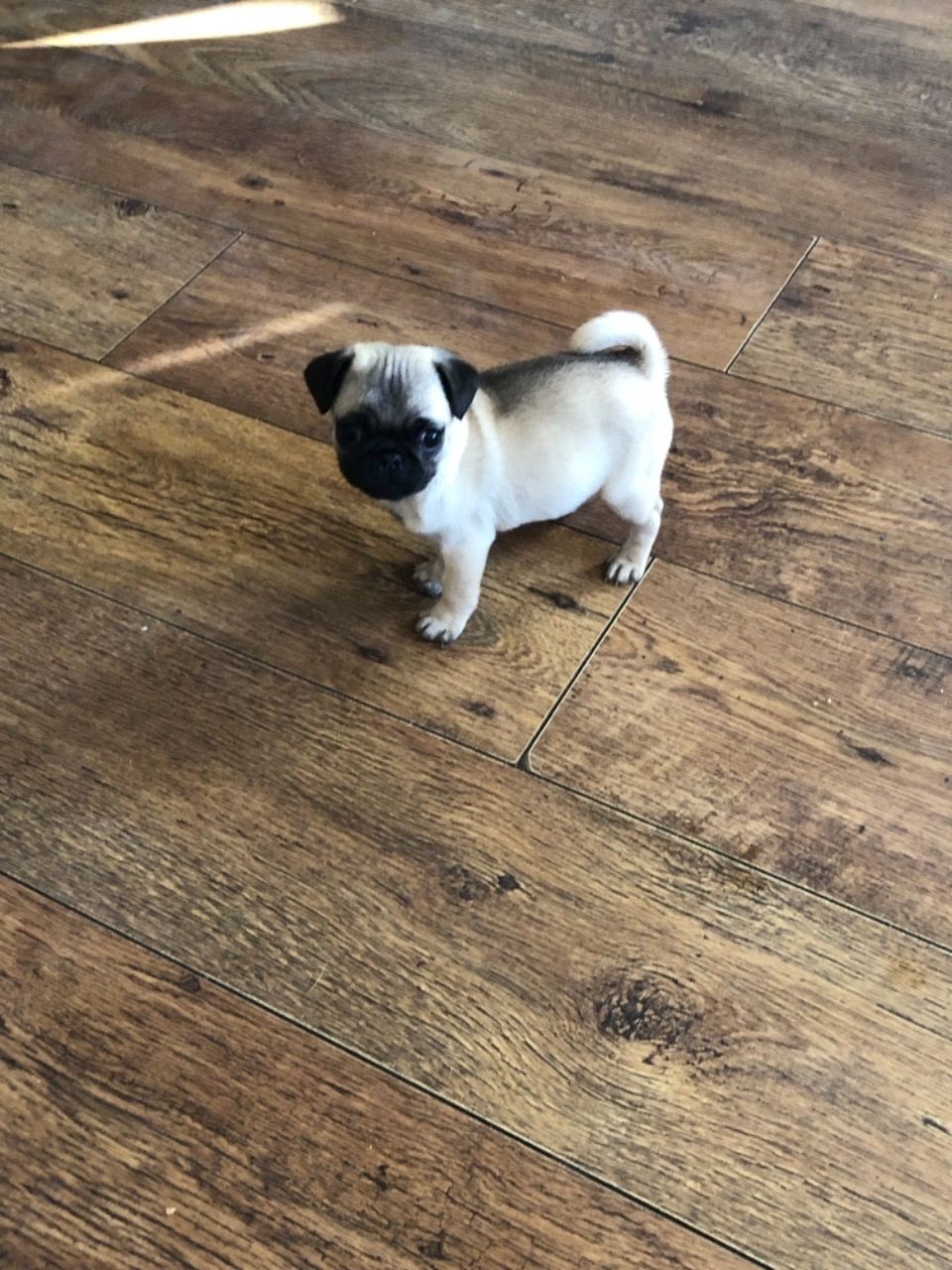 Pug Puppies For Sale Austin, TX 326637 Petzlover
