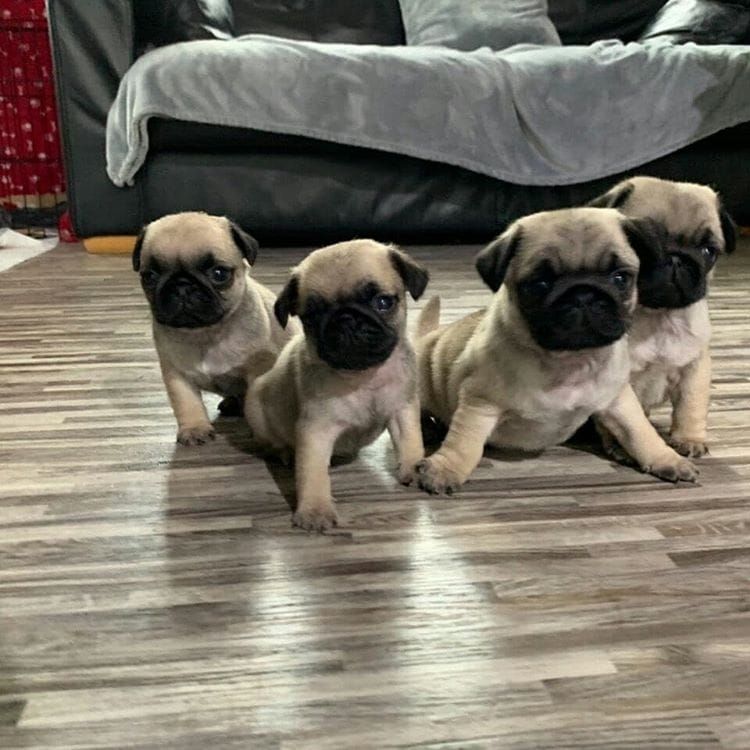 Pug Puppies For Sale Las Vegas, TX 326718 Petzlover