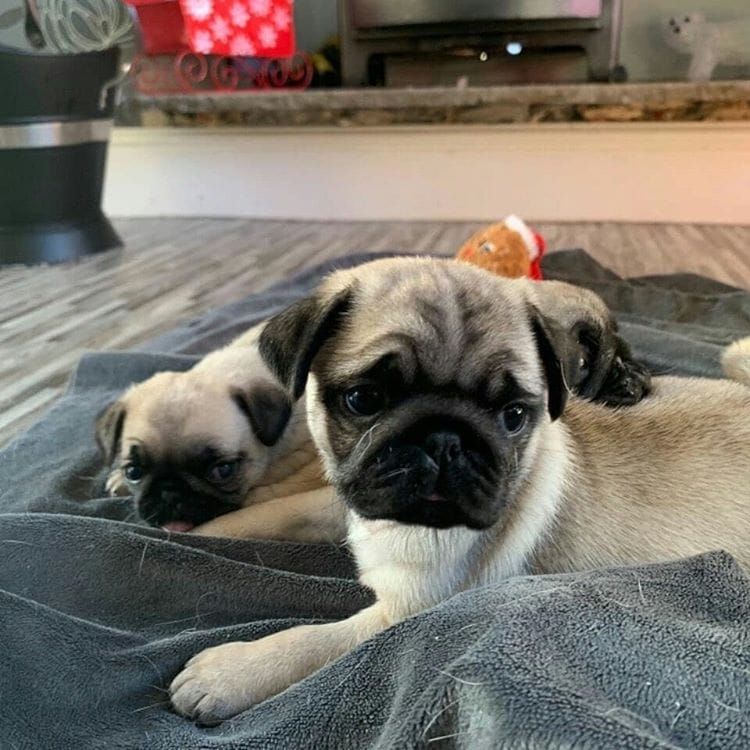 Pug Puppies For Sale Las Vegas, TX 326718 Petzlover