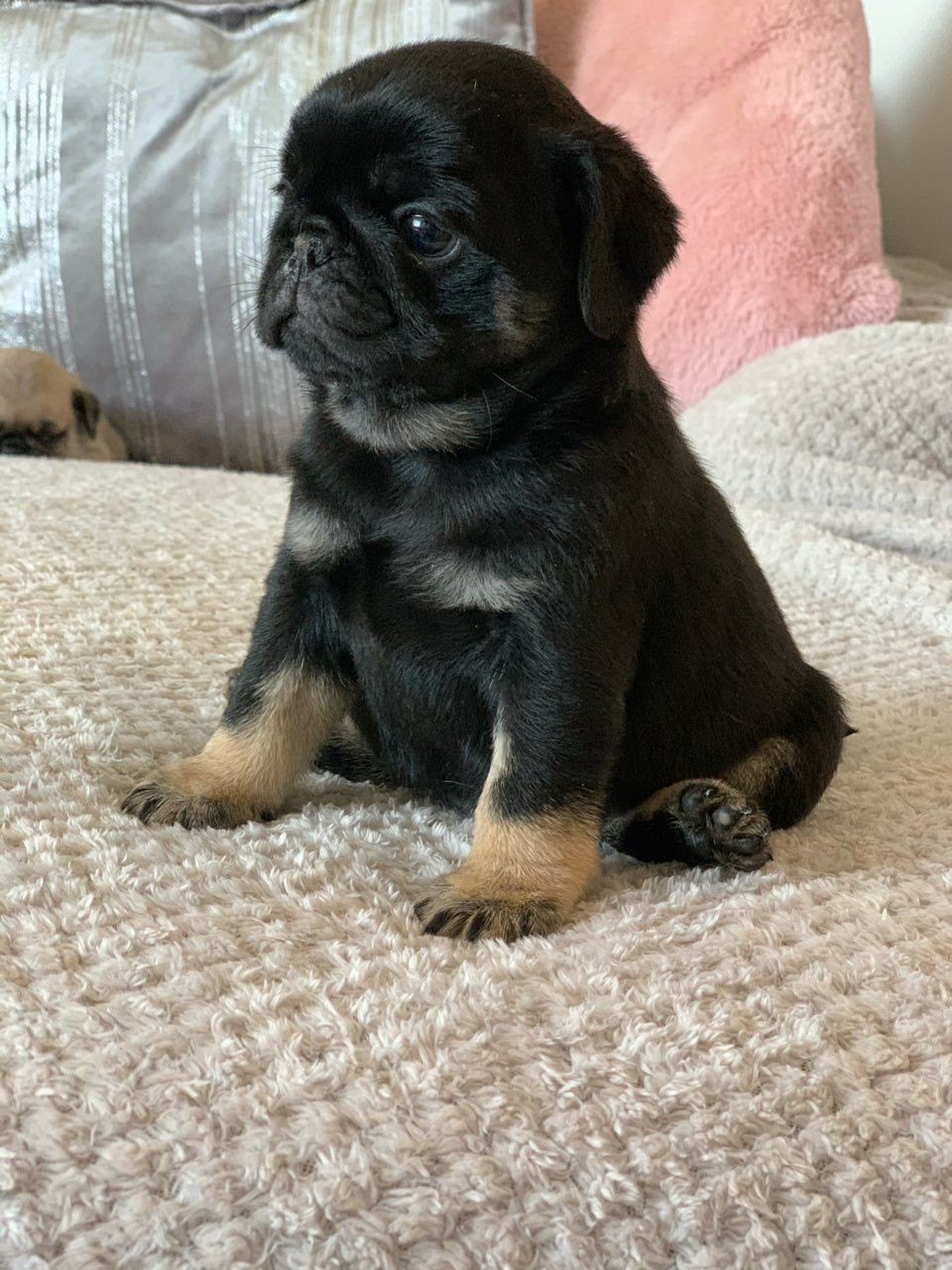 Pug Puppies For Sale Oklahoma City, OK 327628 Petzlover