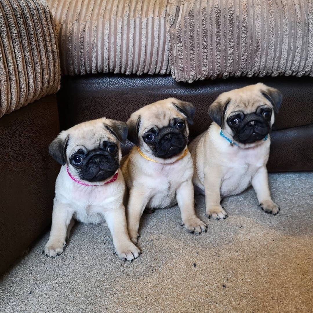 Pug Puppies For Sale Colorado Springs, CO 328697