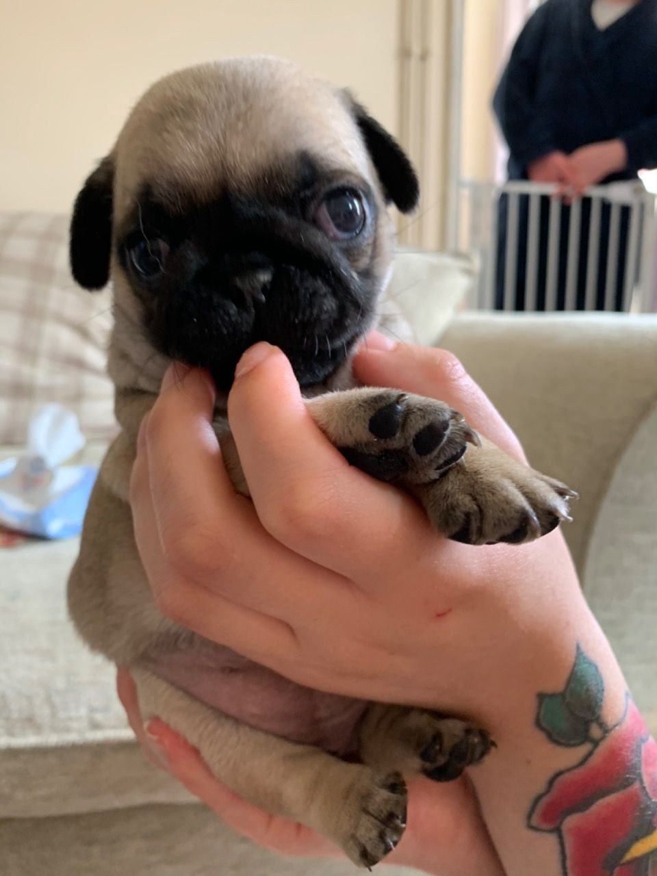 Pug Puppies For Sale Houston Tx 329071 Petzlover