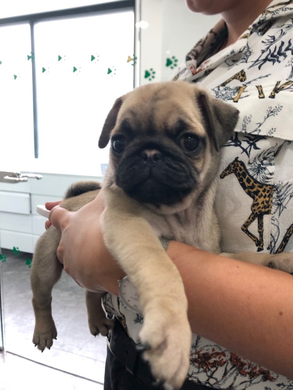 Pug Puppies For Sale Colorado Springs, CO 329375