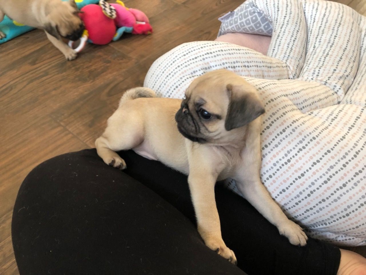 Pug Puppies For Sale Colorado Springs, CO 330338