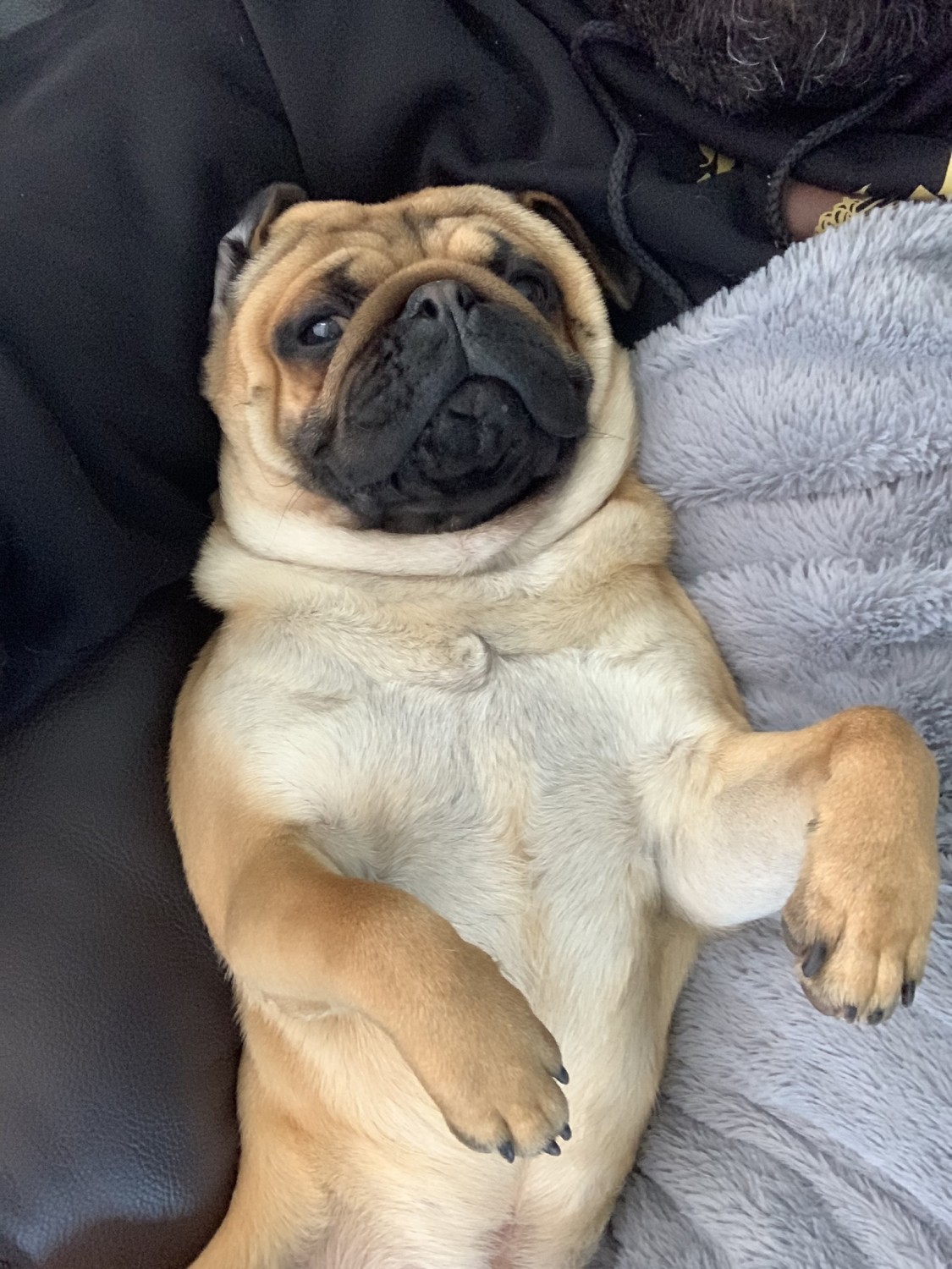 Pug Puppies For Sale Winterbury Drive, Hamilton Township, NJ 333747