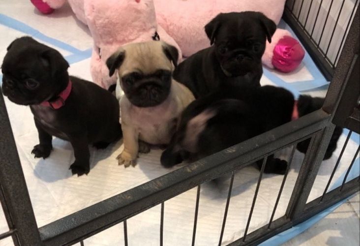 Pug Puppies For Sale Colorado Springs, CO 337117