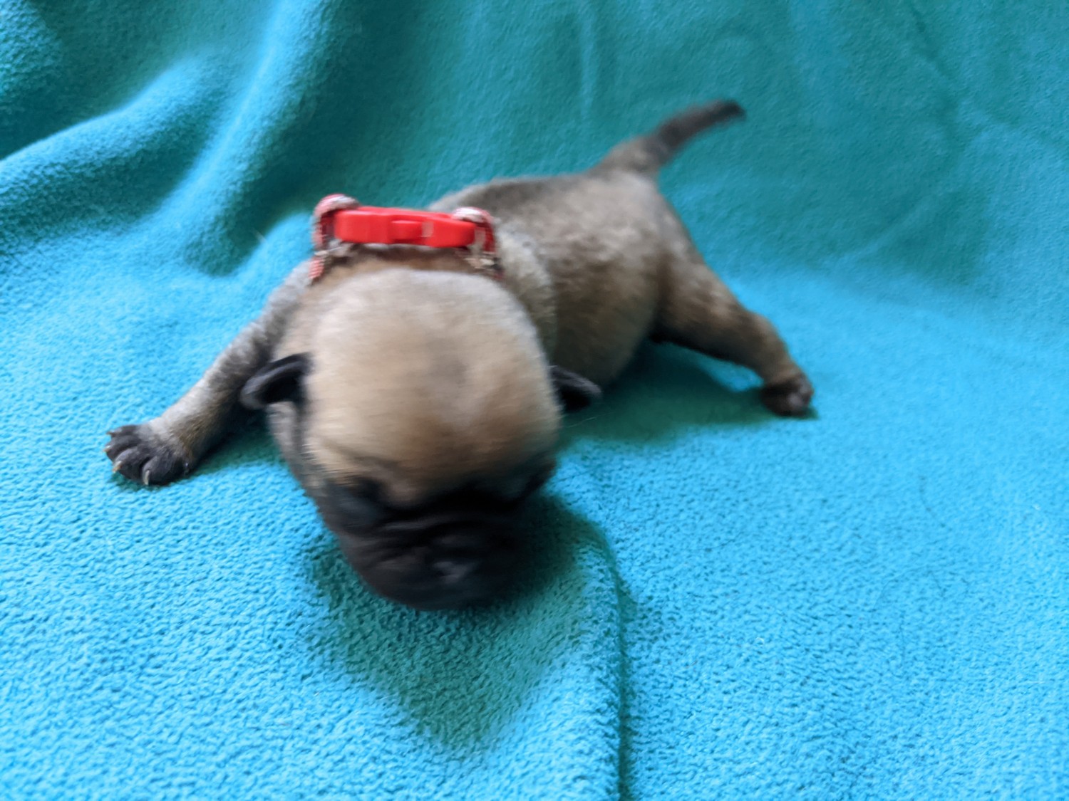 Pug Puppies For Sale | Oxnard, CA #355991 | Petzlover