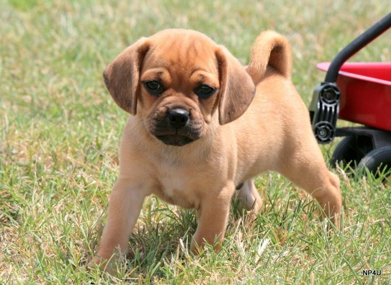 puggle puppies for sale