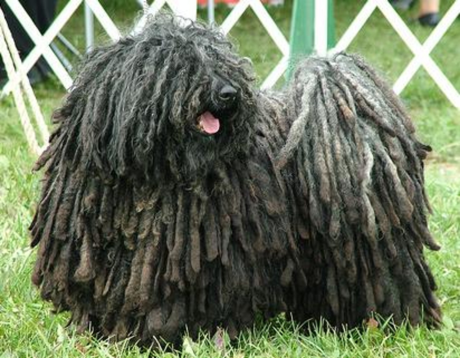 Puli Vs Mixed Breed Comparison MyDogBreeds
