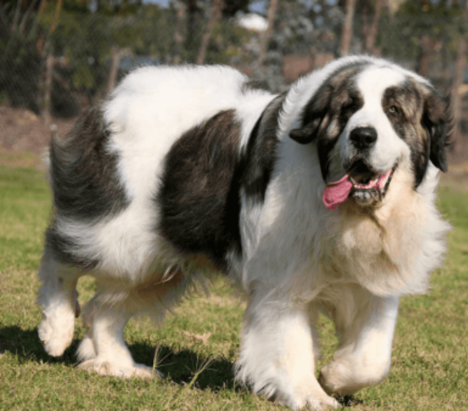Pyrenean Mastiff Vs English Bulldog Breed Comparison