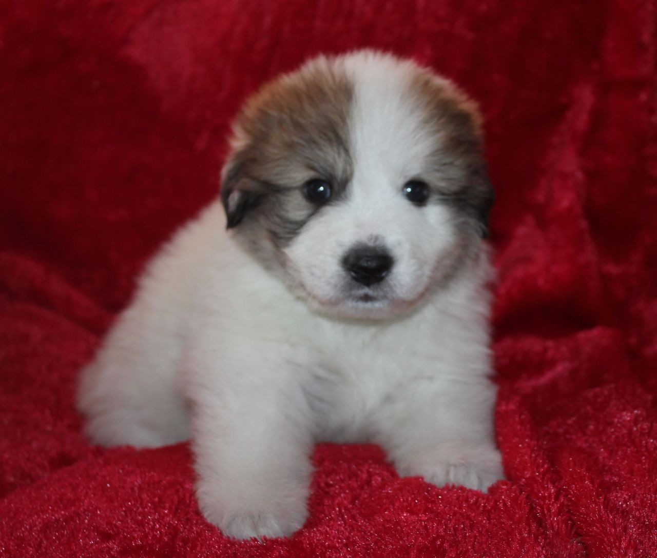 pyrenean sheepdog for sale