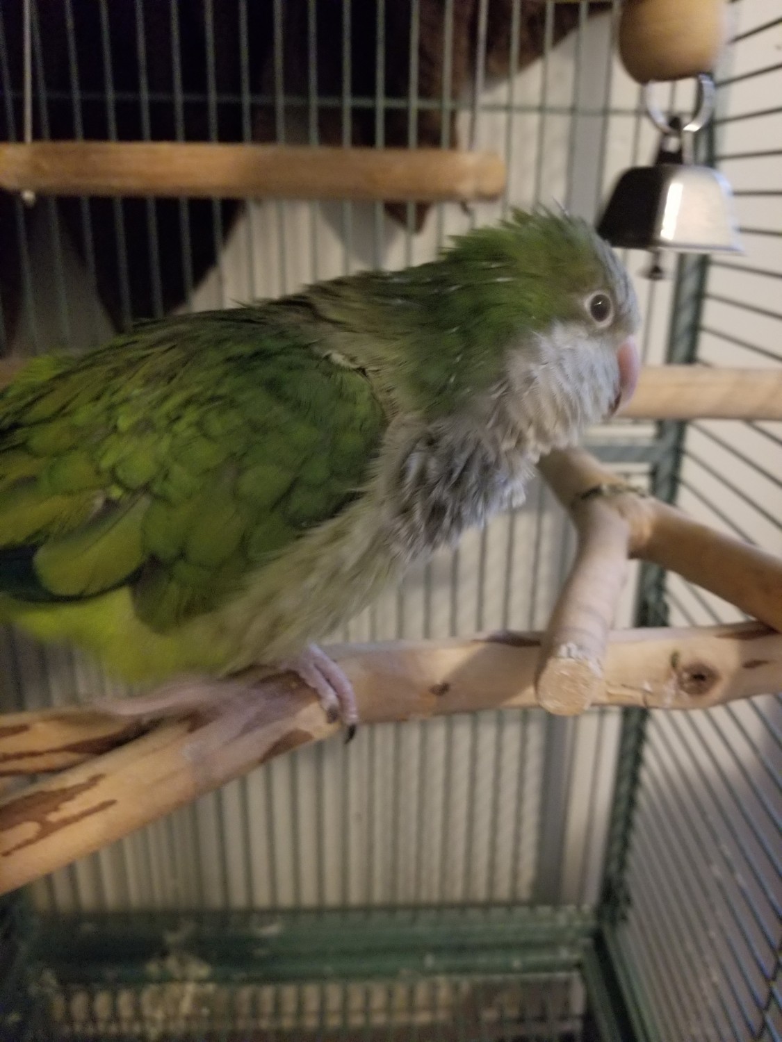 Quaker Parrot Birds For Sale Louisville Avenue, Louisville, KY 310804